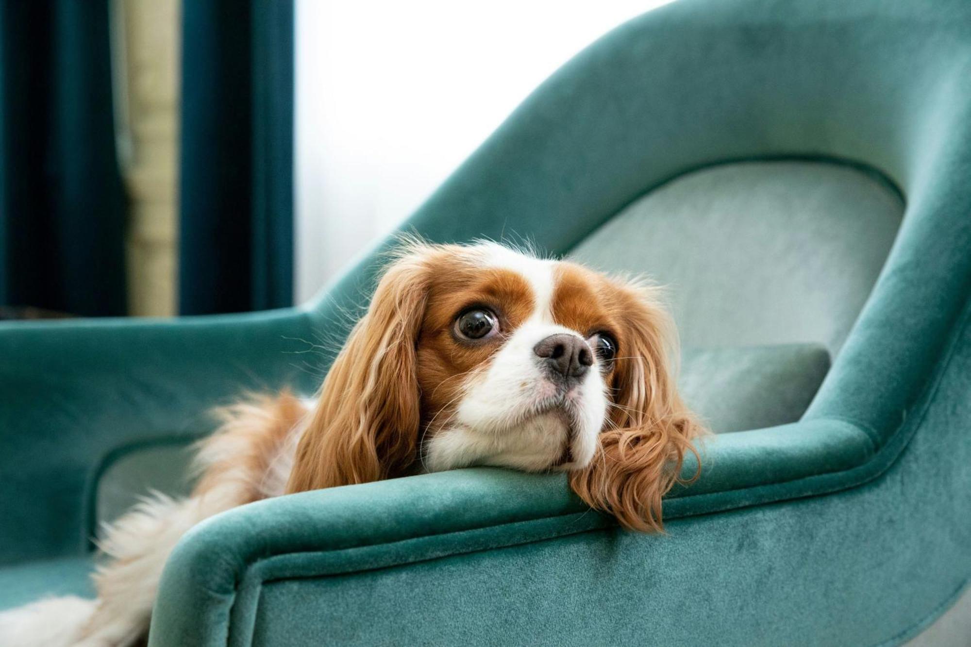 Hotel Sapphire House Antwerp, Autograph Collection By Marriott Exterior foto Cavalier King Charles Spaniel